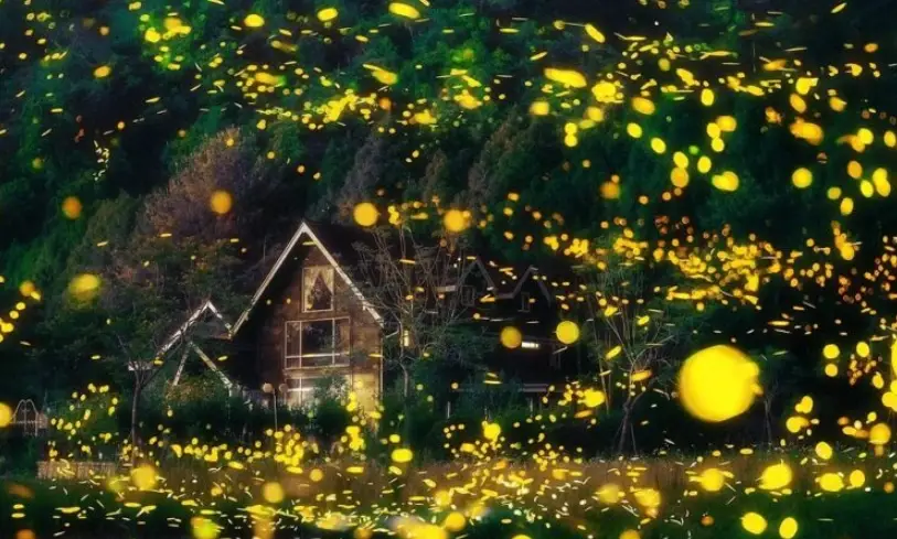 日月潭螢火蟲秘境全攻略：賞螢地點、季節、交通與攝影技巧一次掌握