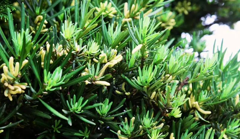 羅漢松照顧 羅漢松照顧