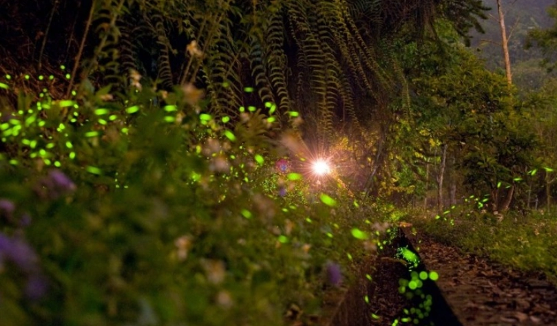 日月潭螢火蟲 日月潭螢火蟲