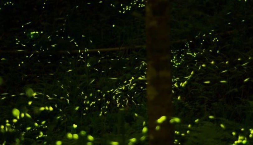 大安森林公園 生態 大安森林公園 生態