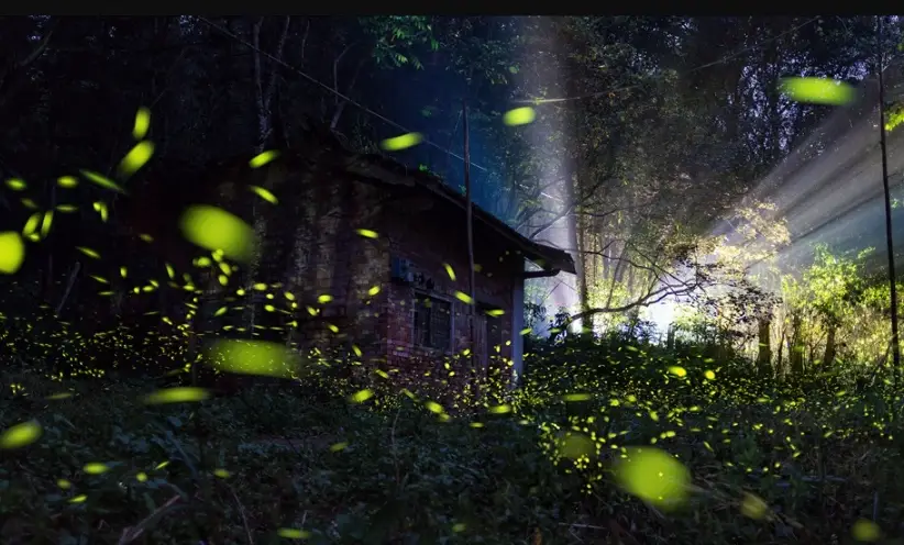 螢火蟲攝影技巧