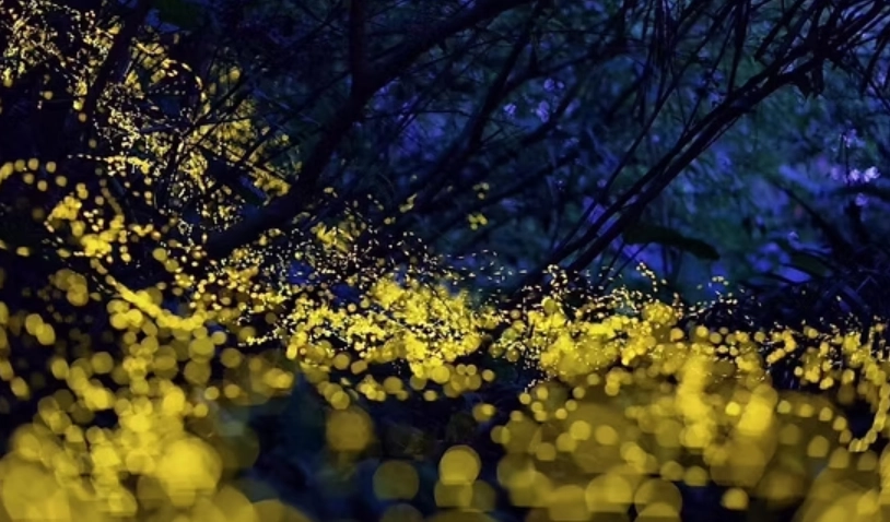 宜蘭螢火蟲季節全攻略：時間、地點、行程與私房貼士