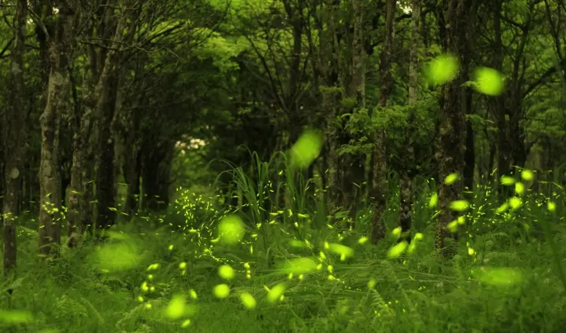 螢火蟲 觀賞 注意事項 螢火蟲 觀賞 注意事項
