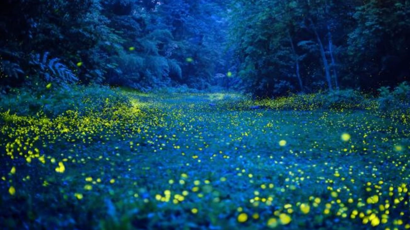 宜蘭螢火蟲地點