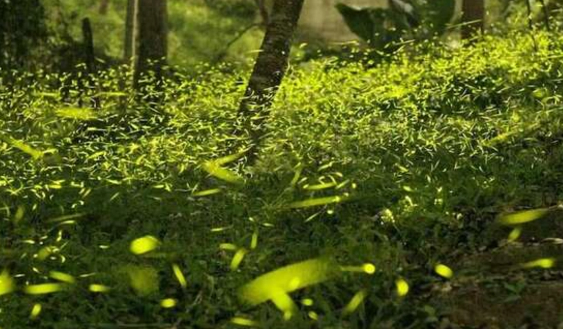 宜蘭螢火蟲地點