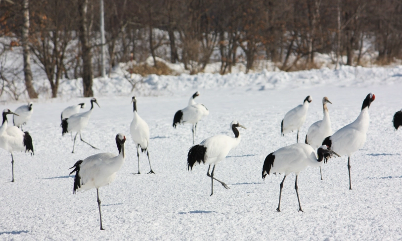 網走流冰觀光船 網走流冰觀光船