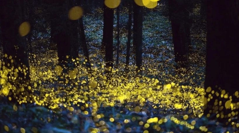 螢火蟲公園全攻略：賞螢地點、最佳時間與永續觀賞守則