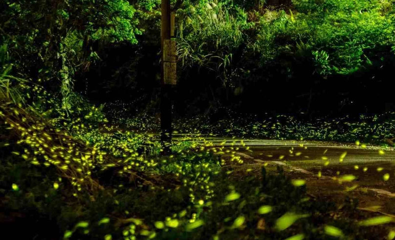 螢火蟲公園 地點 螢火蟲公園 地點