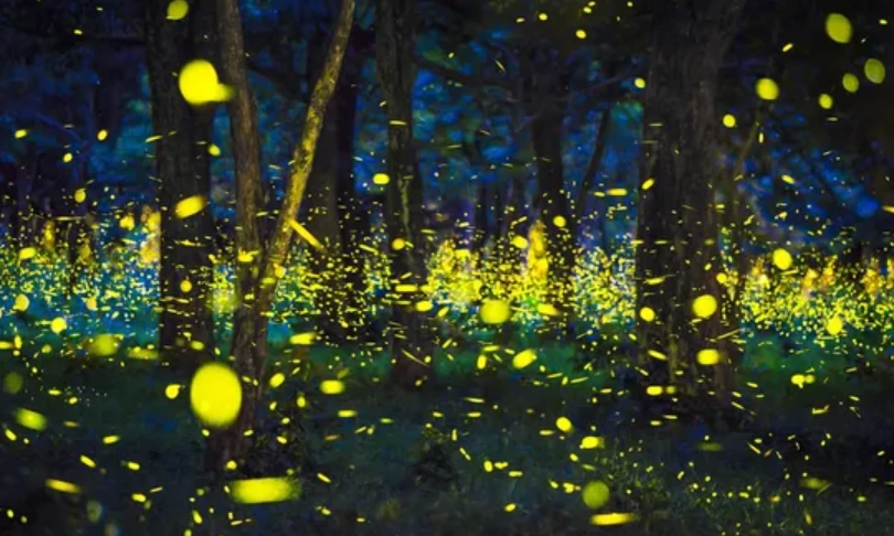 螢火蟲季節 時間 螢火蟲季節 時間