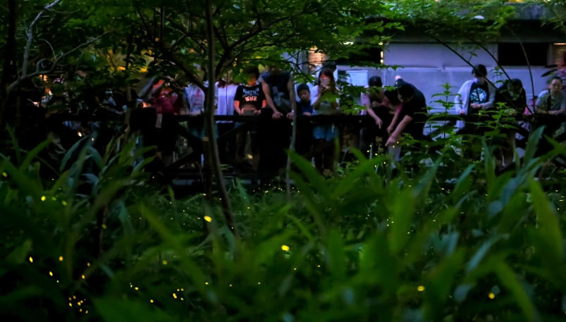 螢火蟲 觀賞 注意事項 螢火蟲 觀賞 注意事項