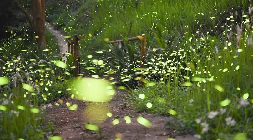 螢火蟲季節 時間 螢火蟲季節 時間