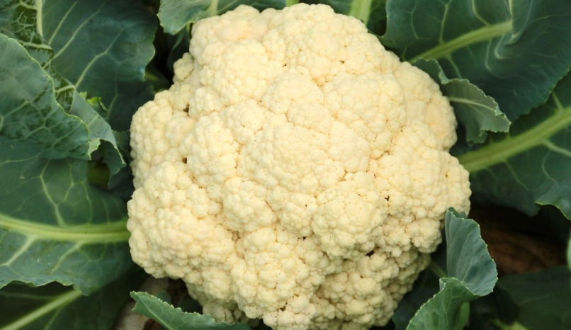 清炒白花菜 清炒白花菜