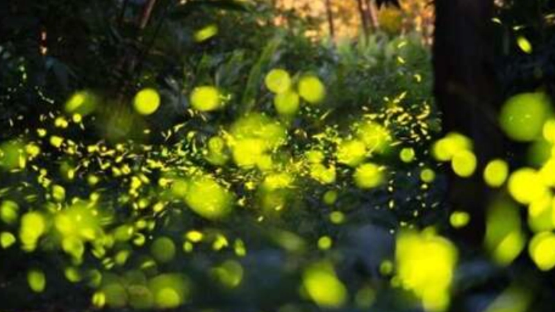 螢火蟲公園 地點 螢火蟲公園 地點