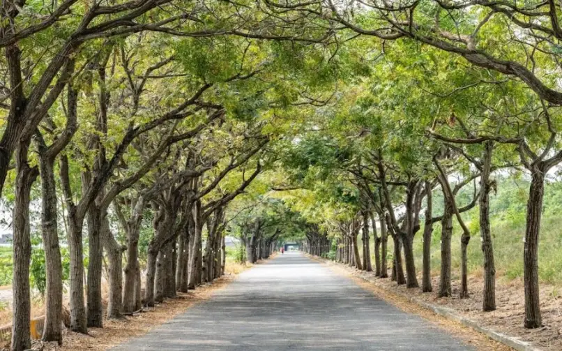 嘉義一日遊開車攻略：自駕路線、必訪景點與美食推薦