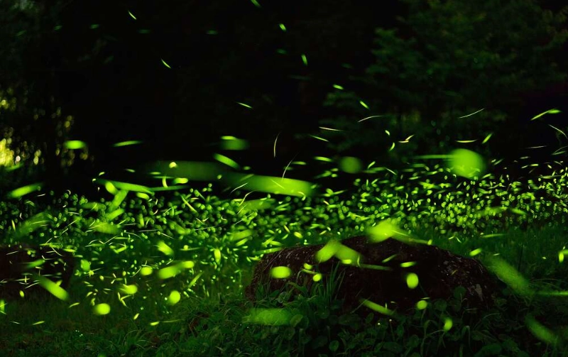 螢火蟲季 螢火蟲季