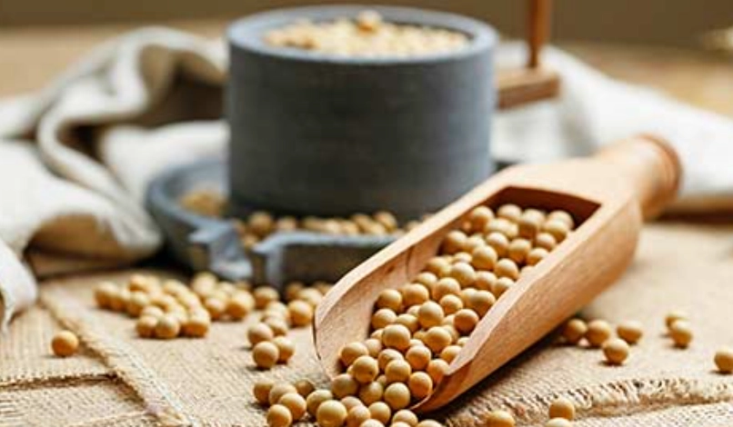 植物性蛋白增肌 植物性蛋白增肌