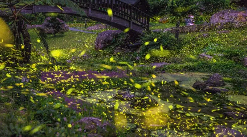 阿里山螢火蟲季全攻略：賞螢秘境、交通住宿與拍攝技巧