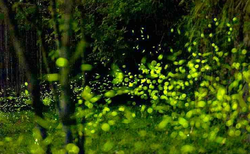 螢火蟲季 螢火蟲季