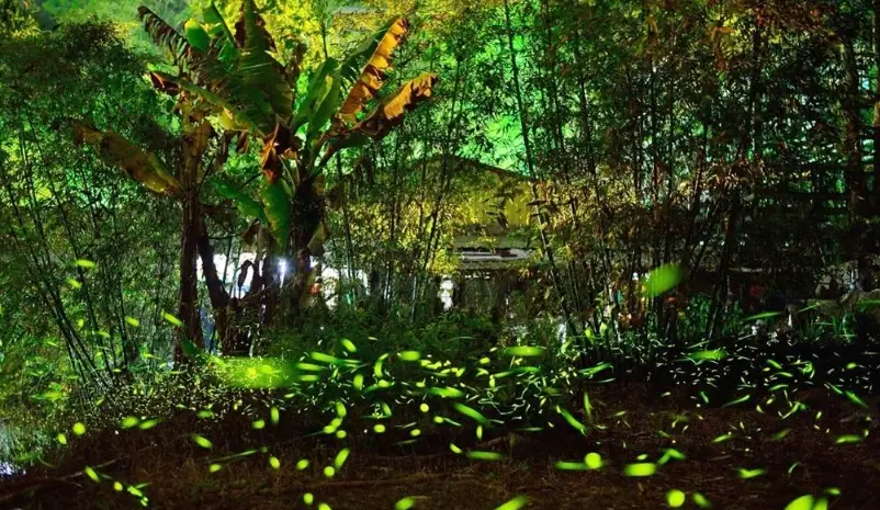 阿里山賞螢 阿里山賞螢