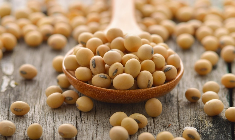 大豆蛋白粉 大豆蛋白粉