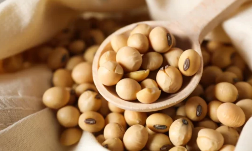 植物性蛋白增肌 植物性蛋白增肌