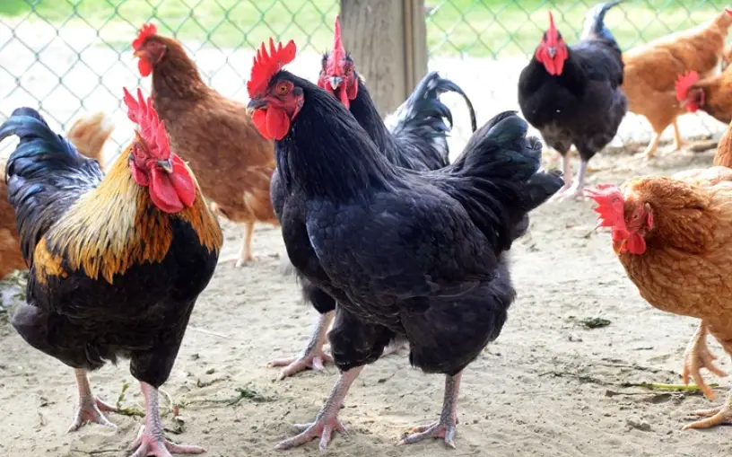 白斬雞煮多久 白斬雞煮多久