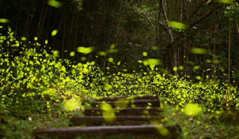 阿里山賞螢 阿里山賞螢