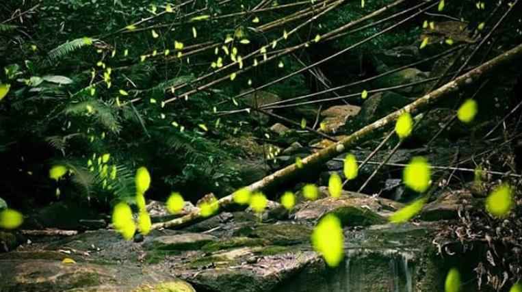 螢火蟲季節 螢火蟲季節