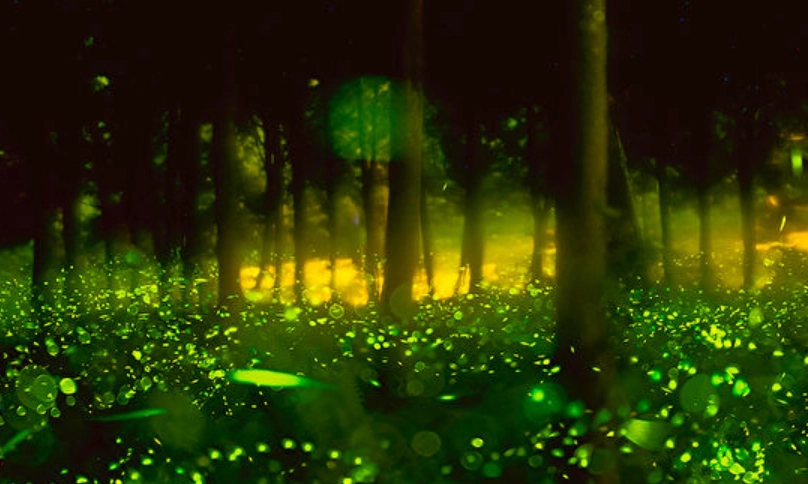 台東賞螢 台東賞螢