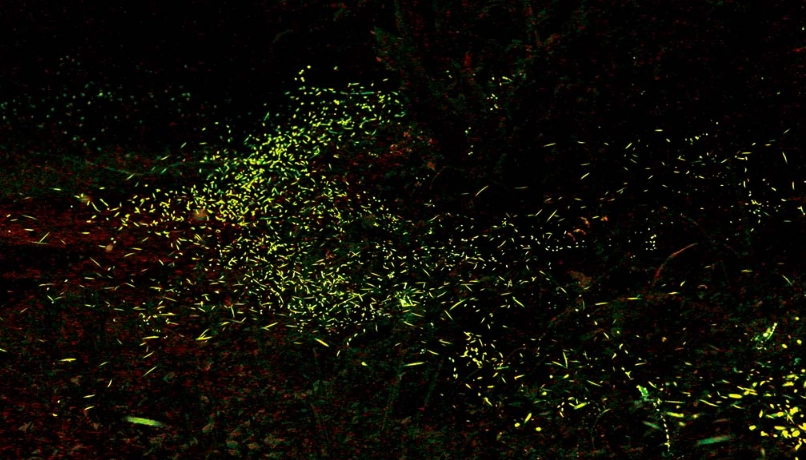 台東賞螢 台東賞螢