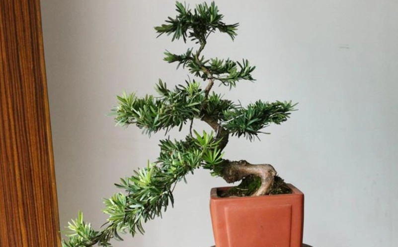 羅漢松修剪技巧