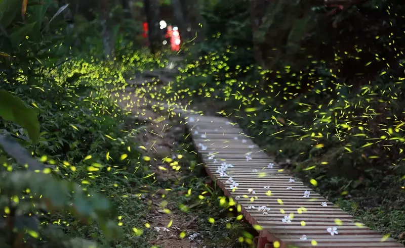 台東螢火蟲觀賞全攻略：最佳地點、季節時間與攝影技巧