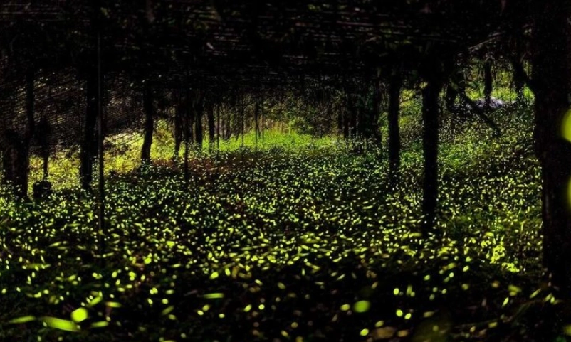 螢火蟲季節 螢火蟲季節