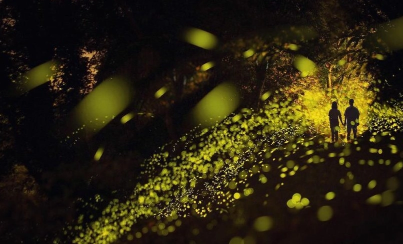 台東賞螢 台東賞螢