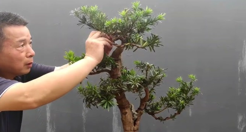 羅漢松修剪技巧