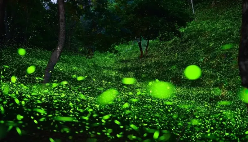 螢火蟲季節 螢火蟲季節