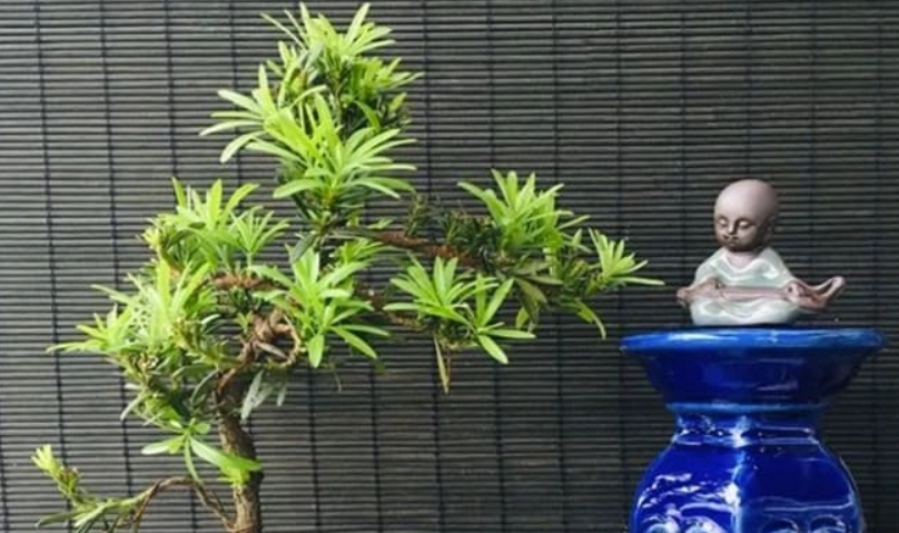 羅漢松種植禁忌 羅漢松種植禁忌