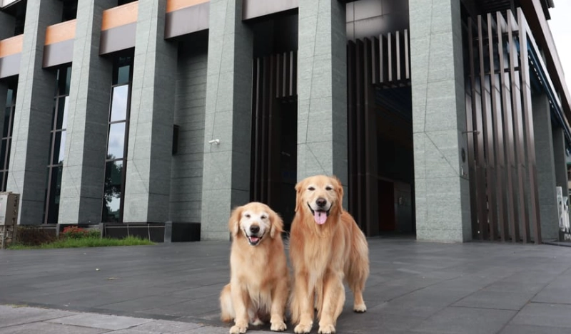 北投寵物友善溫泉飯店 北投寵物友善溫泉飯店