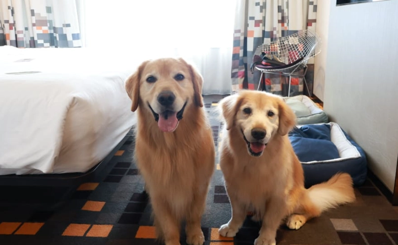 北投寵物友善溫泉飯店 北投寵物友善溫泉飯店