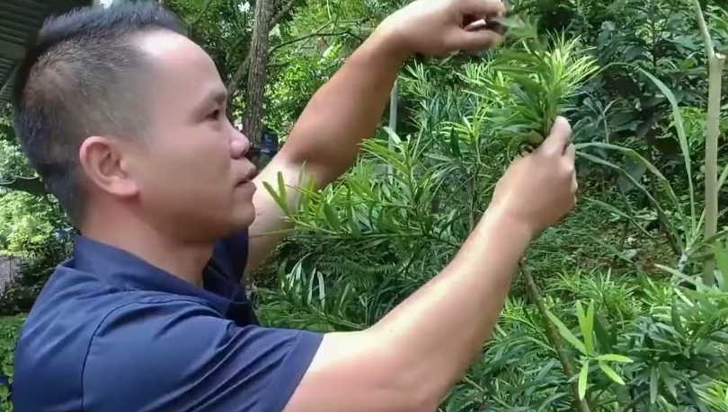 大型羅漢松修剪 大型羅漢松修剪