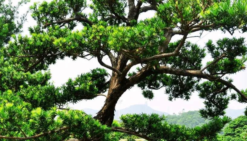 羅漢松造型技巧 羅漢松造型技巧