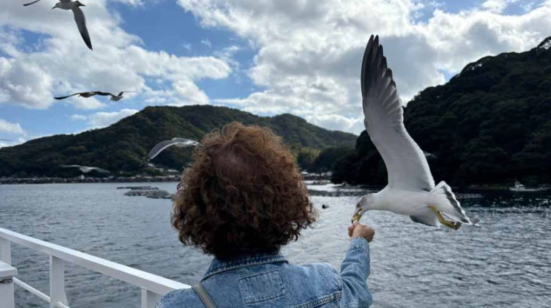 冬日天橋立觀賞海鷗全攻略：交通、餵食體驗與攝影秘訣