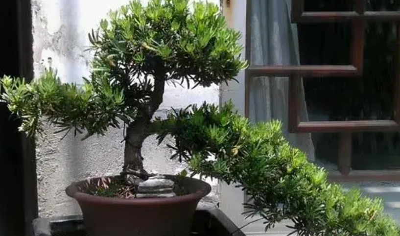 羅漢松修剪方法 羅漢松修剪方法