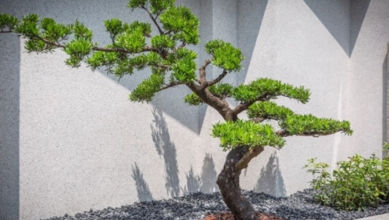 羅漢松修剪季節 羅漢松修剪季節