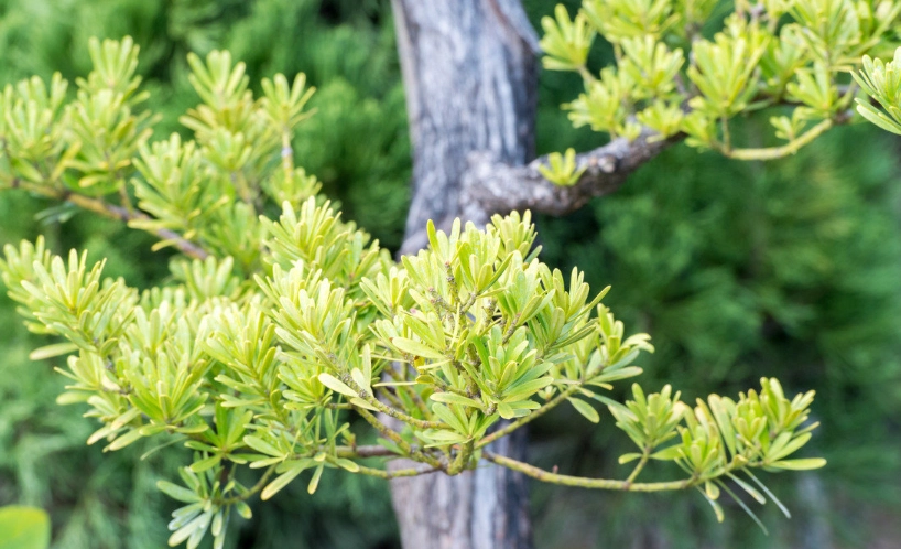 羅漢松修剪季節 羅漢松修剪季節