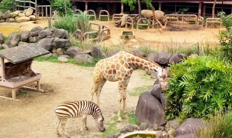 六福村秀場節目