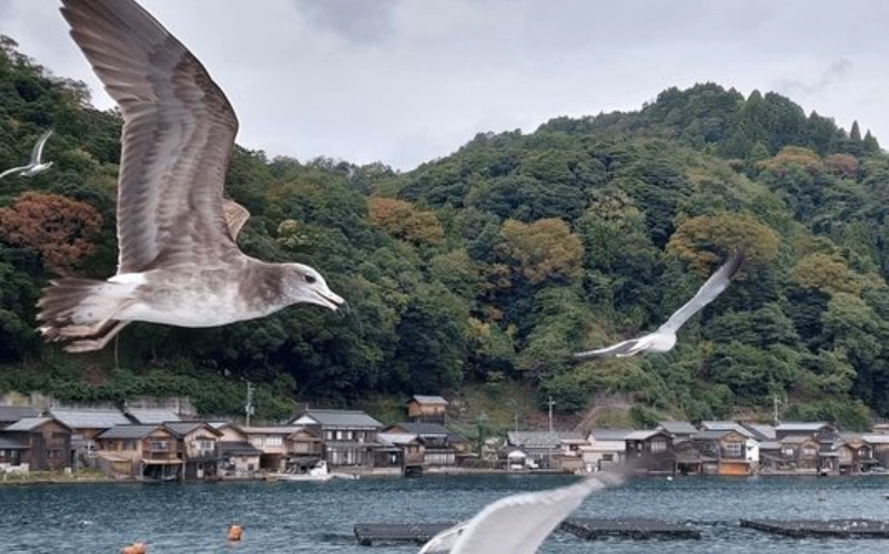 天橋立海鷗 天橋立海鷗
