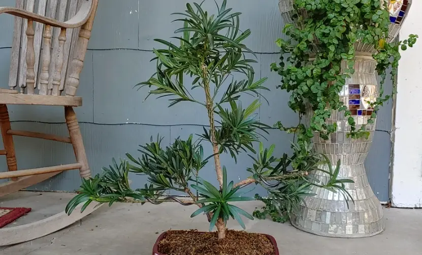 羅漢松造型修剪 羅漢松造型修剪