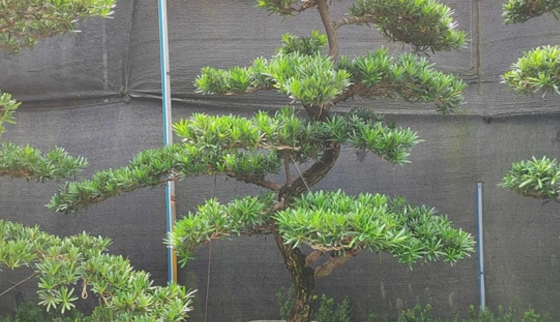 羅漢松造型修剪 羅漢松造型修剪