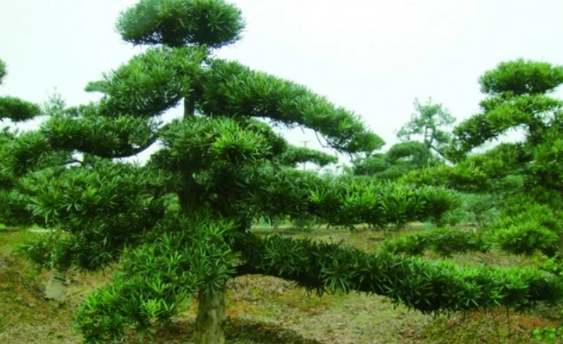 羅漢松維護方法 羅漢松維護方法